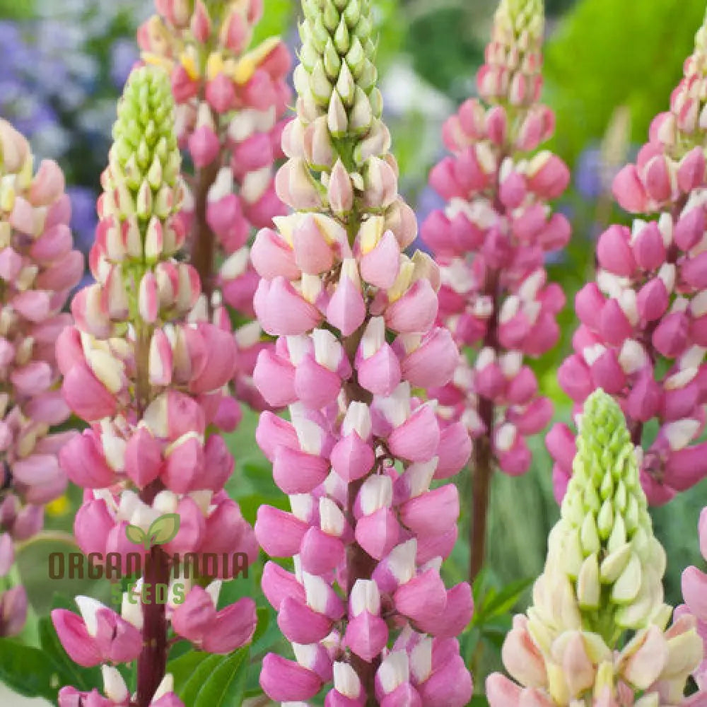 Lupinus X Russellii ’The Chatelaine’ Flower Seeds For Planting Elegant And Vibrant Addition To