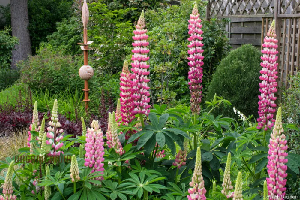 Lupinus X Russellii ’The Chatelaine’ Flower Seeds For Planting Elegant And Vibrant Addition To