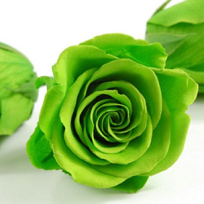 Lush Green Rose Seeds for Easy Flower Planting and Landscaping