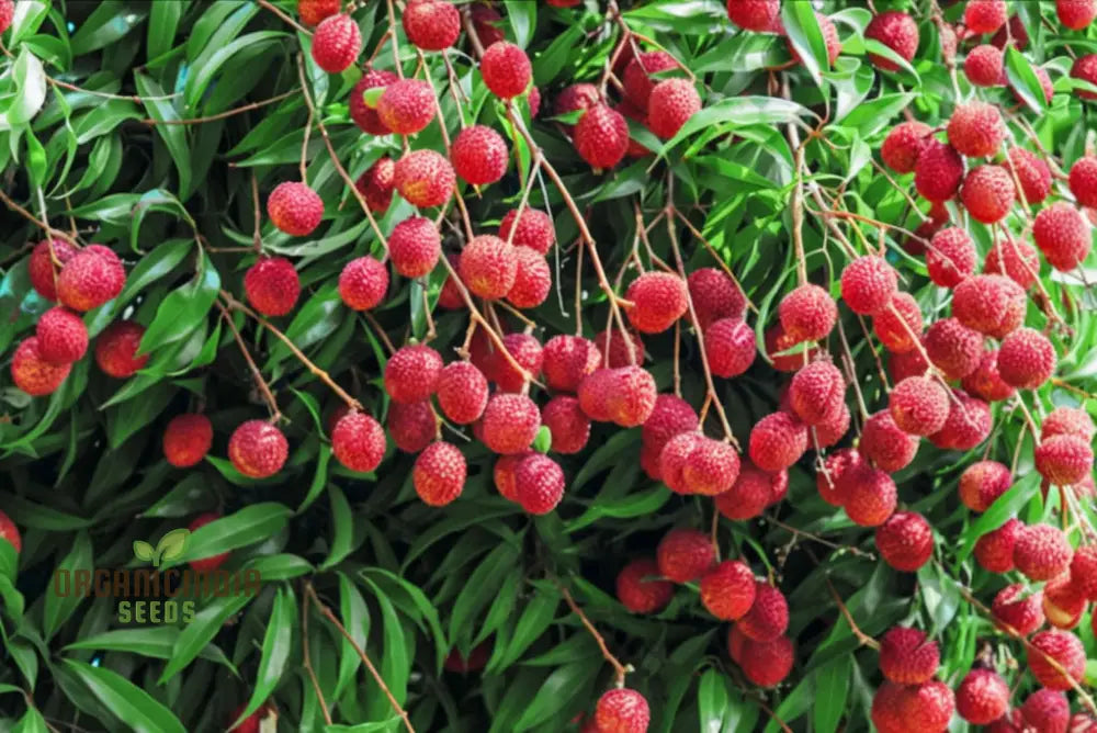 Lychee tree grown from red lychee seeds in garden