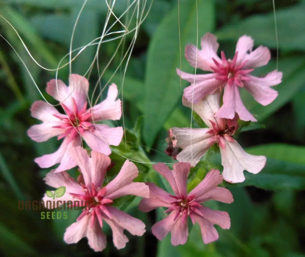 Lychnis Chalcedonica Pinkie Flower Seeds Beautiful Garden Addition Premium For Gardening Seeds