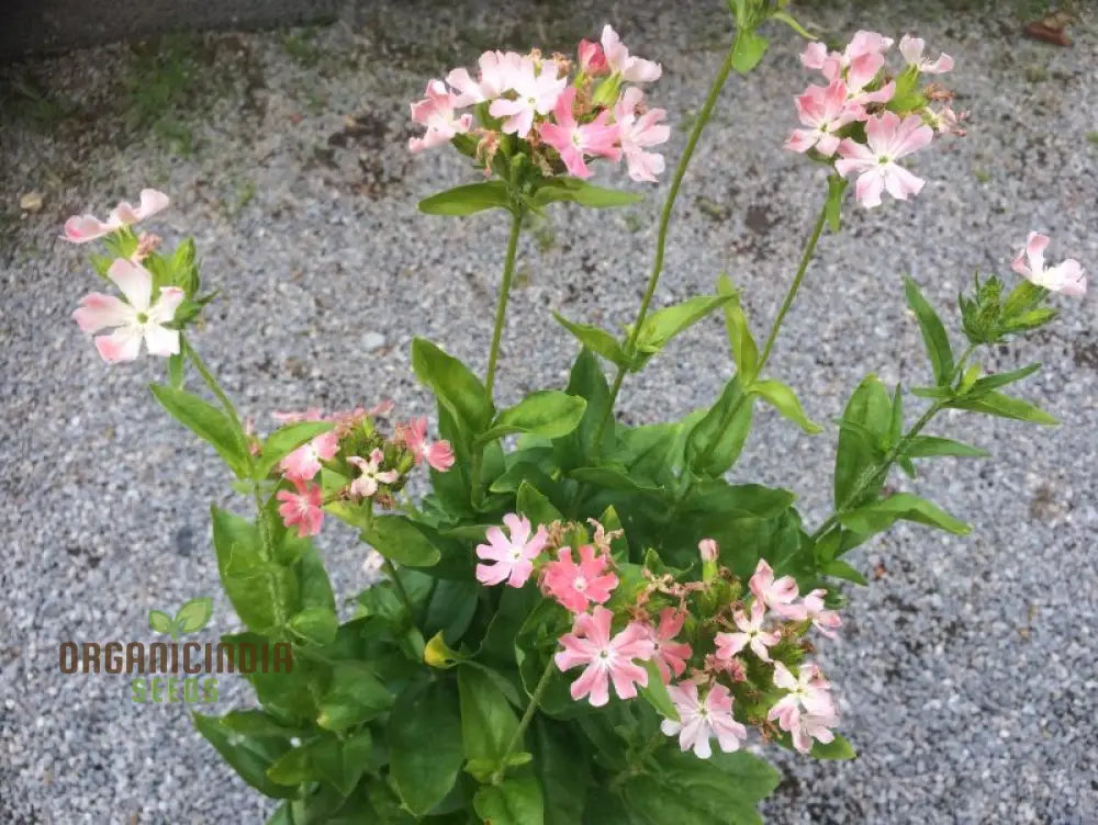 Lychnis Chalcedonica Pinkie Flower Seeds Beautiful Garden Addition Premium For Gardening Seeds