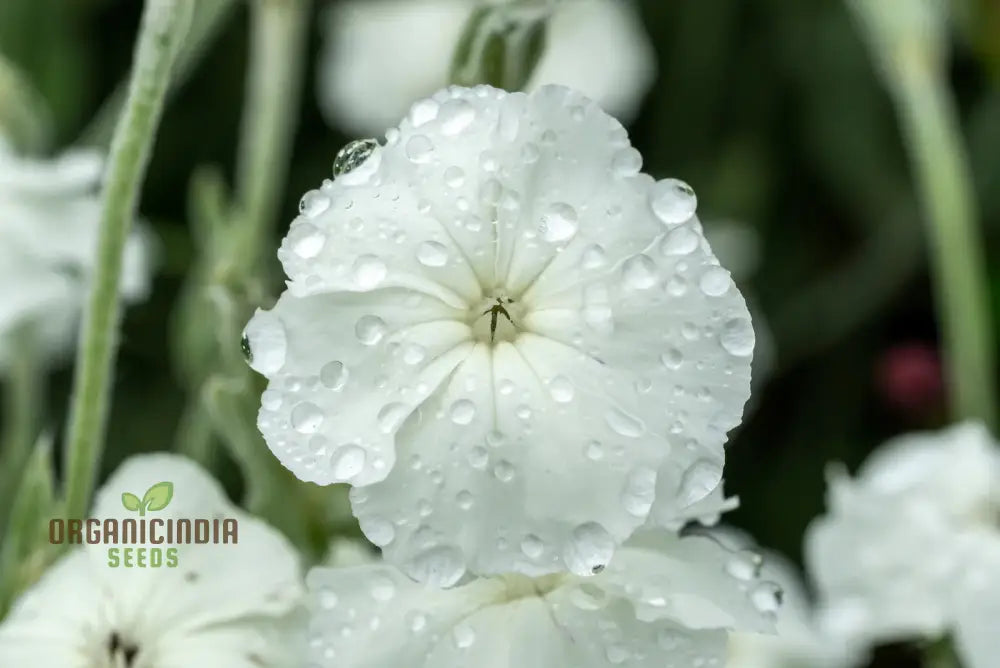 Lychnis Coronaria Alba Flower Seeds Beautiful White Blooms For Your Garden Premium Gardening Seeds