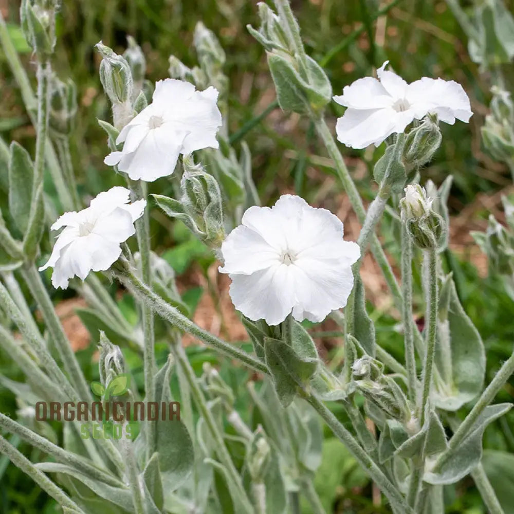 Lychnis Coronaria Alba Flower Seeds Beautiful White Blooms For Your Garden Premium Gardening Seeds