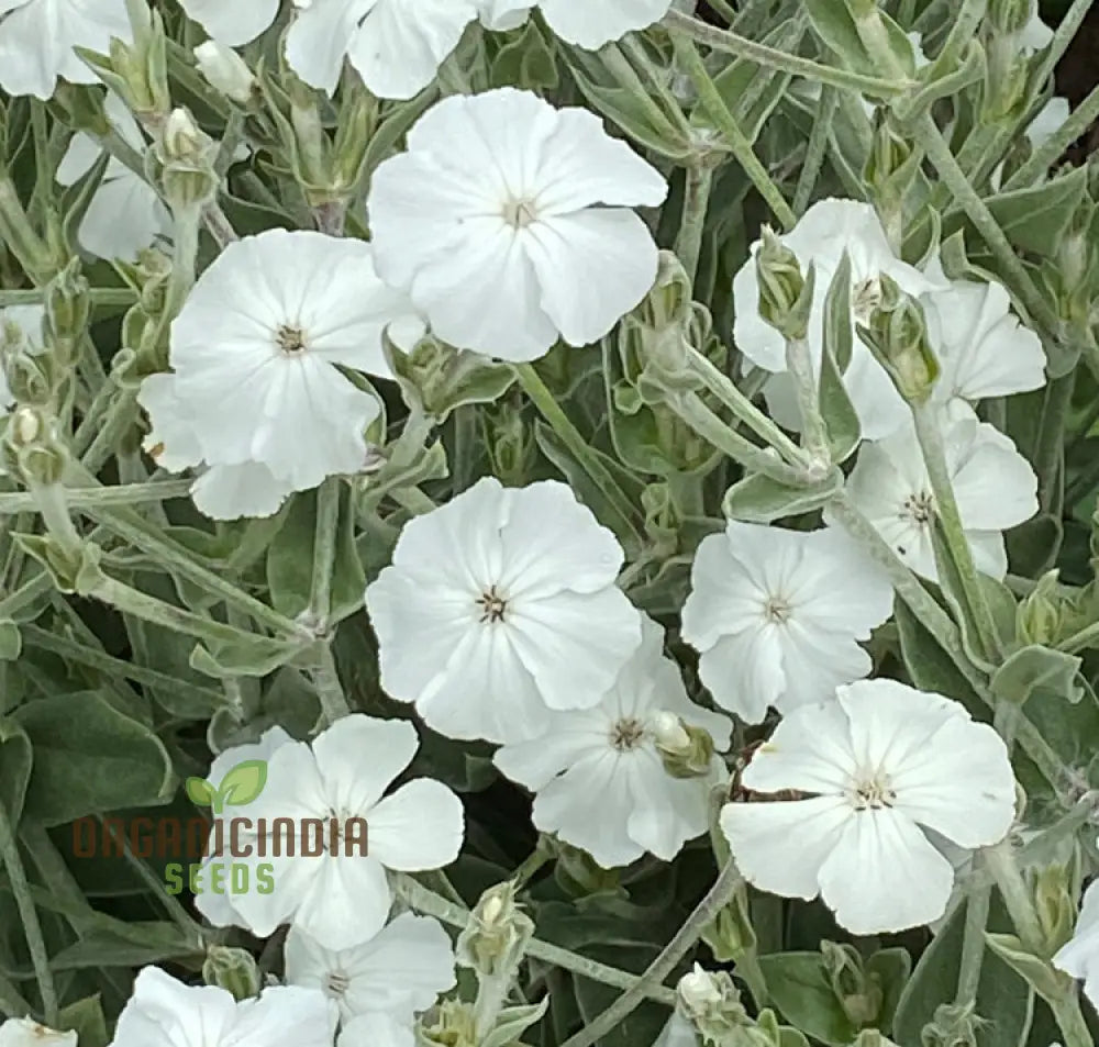 Lychnis Coronaria Alba Flower Seeds Beautiful White Blooms For Your Garden Premium Gardening Seeds