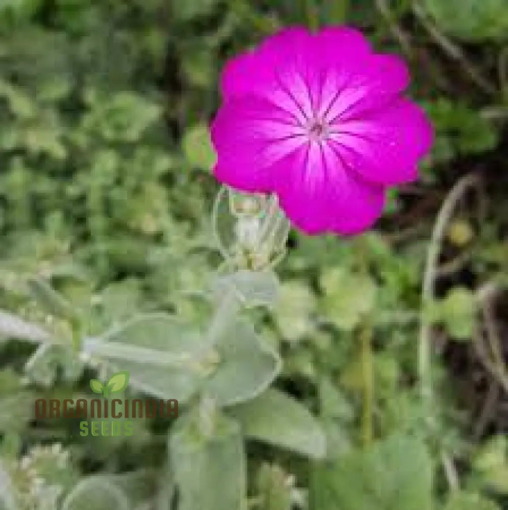 Lychnis Coronaria Flower Seeds For Planting Premium Gardening Seeds