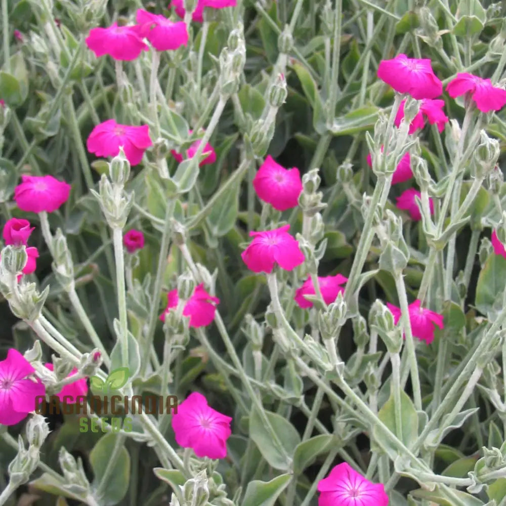 Lychnis Coronaria Flower Seeds For Planting Premium Gardening Seeds