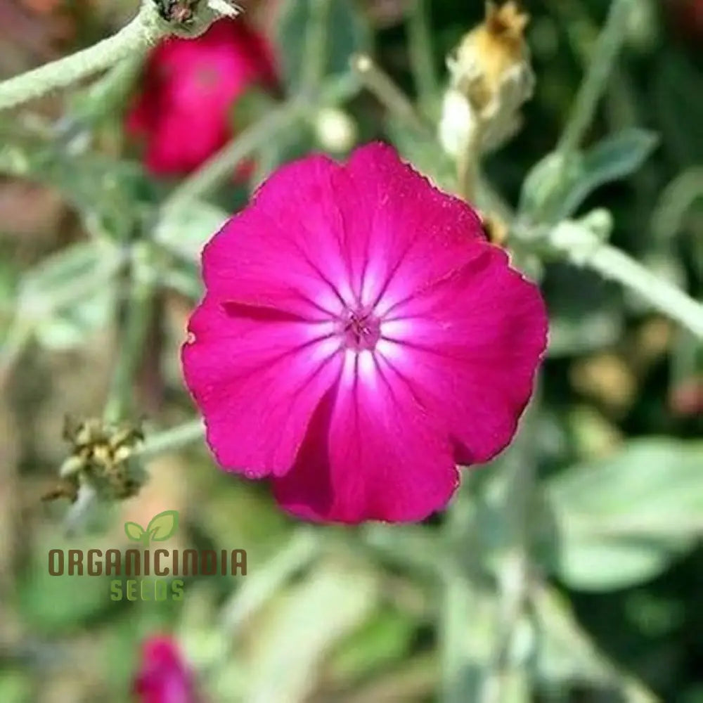 Lychnis Coronaria Flower Seeds For Planting Premium Gardening Seeds