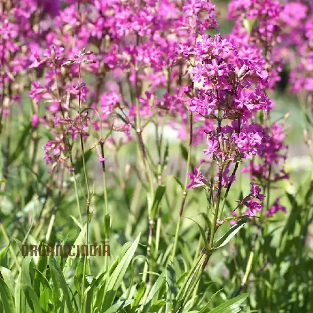 Lychnis Yunnanensis Flower Seeds For Planting Unique And Colorful Garden Blooms Seeds