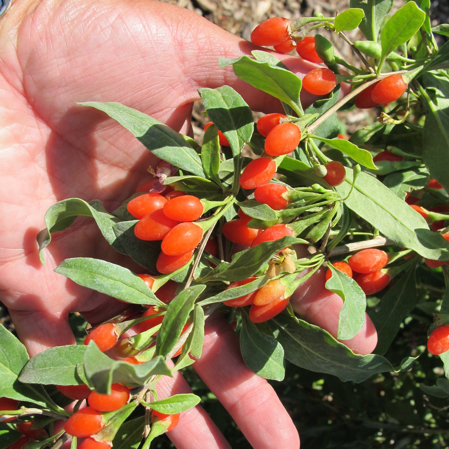 Clusters of Red Goji Berries on Branches