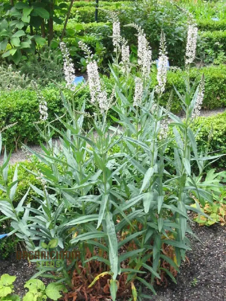 Lysimachia Ephemerum Flower Seeds Elegant And Rare Garden Premium For Gardening Seeds