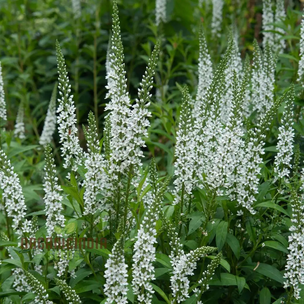 Lysimachia Ephemerum Flower Seeds Elegant And Rare Garden Premium For Gardening Seeds