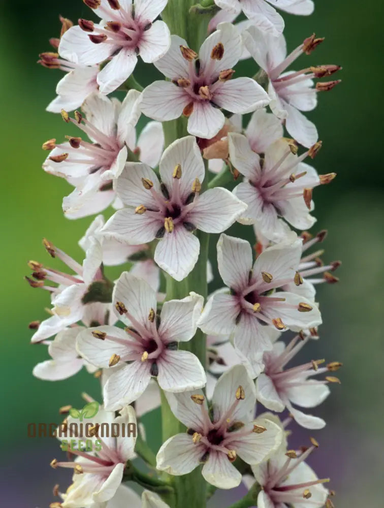 Lysimachia Ephemerum Flower Seeds Elegant And Rare Garden Premium For Gardening Seeds