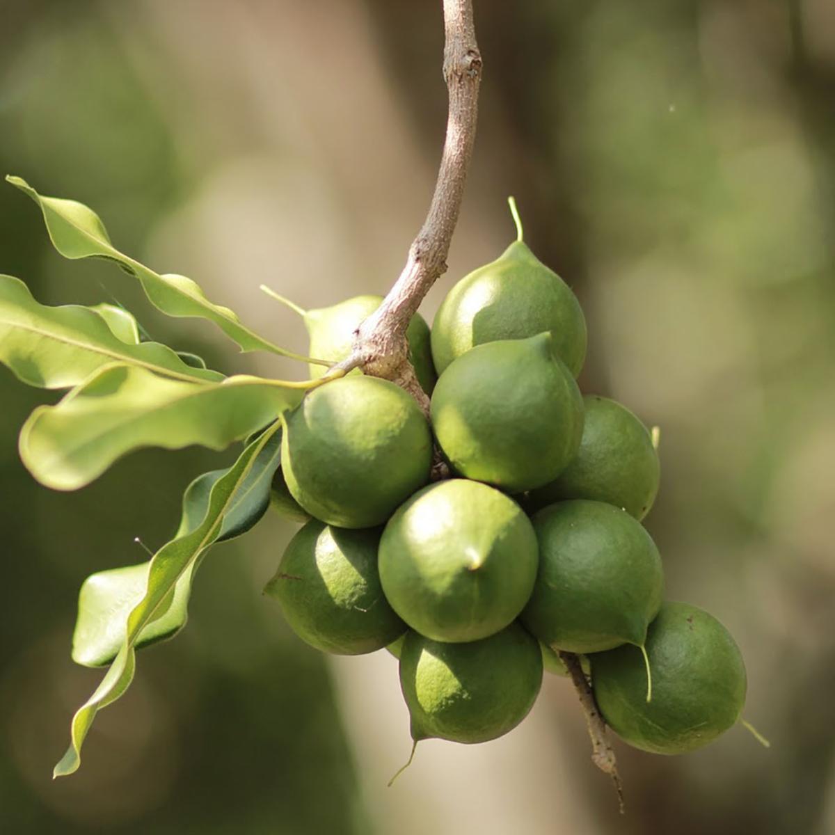 Non-GMO macadamia nut seeds sprouting in soil