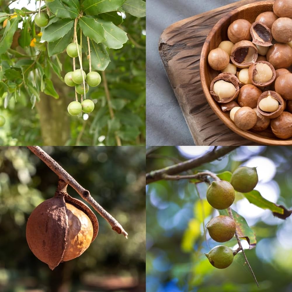 Macadamia nut tree seeds for planting non-GMO variety