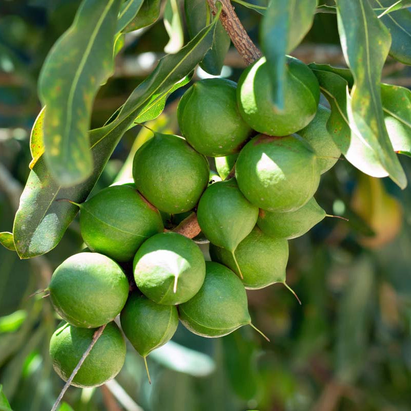 Macadamia seedlings sprouting in pots for planting
