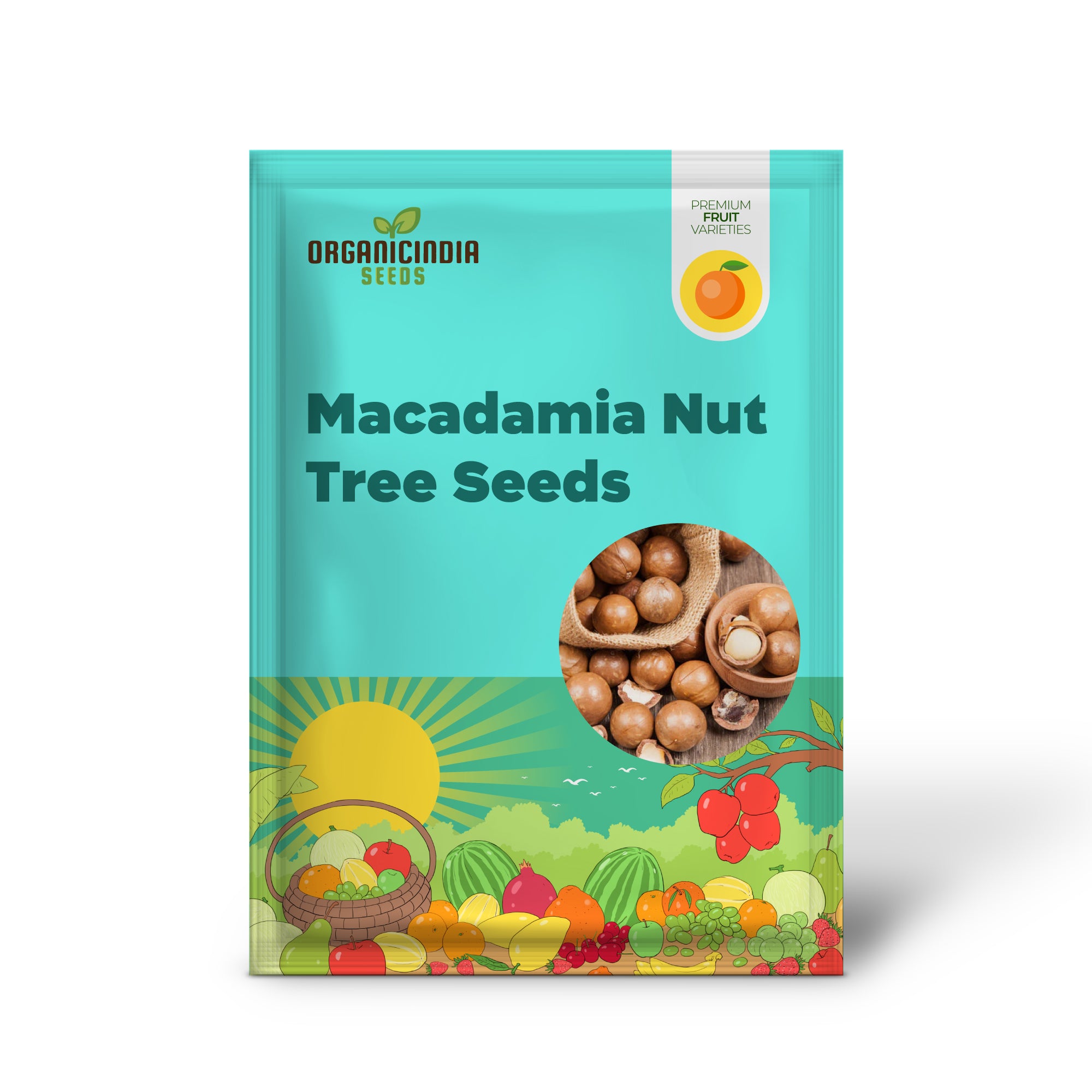 Tropical macadamia tree seeds for home garden cultivation