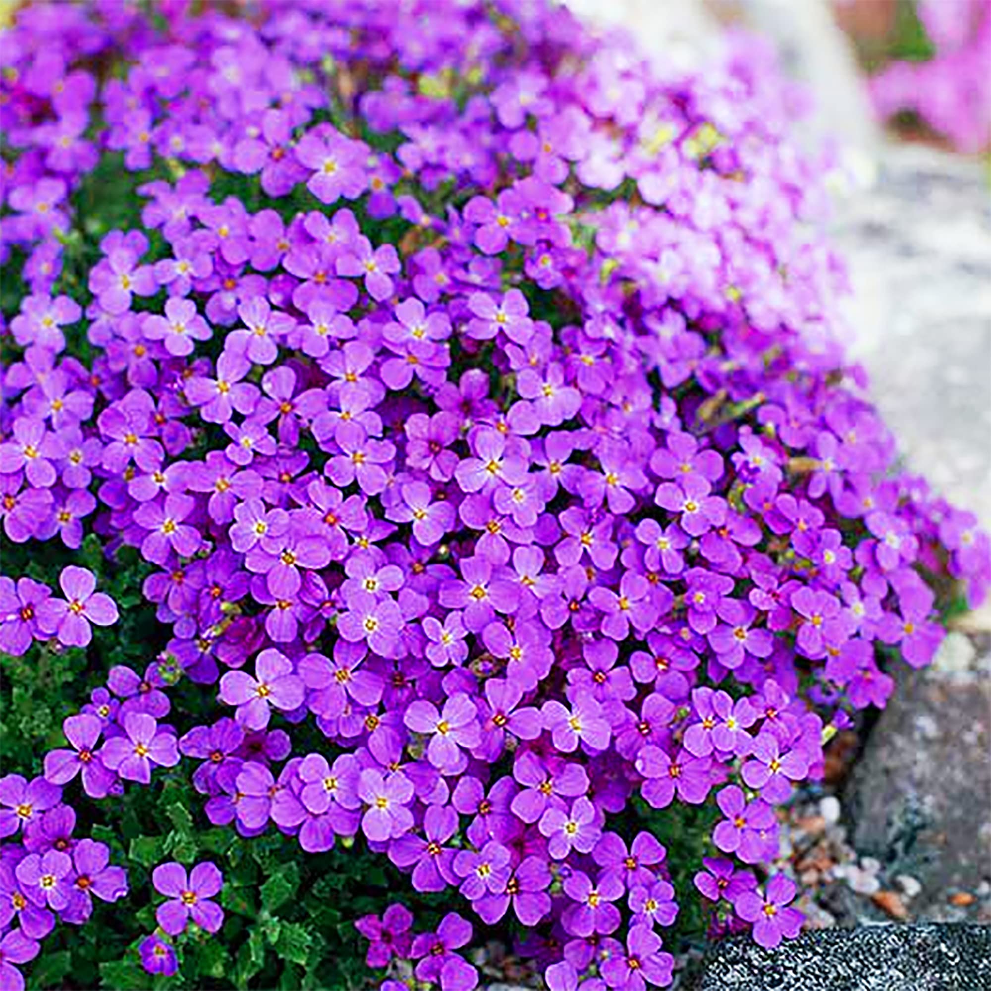 Magic Creeping Thyme seeds for ground cover planting