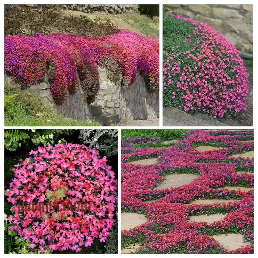 Close-Up of Magic Red Creeping Thyme Flowers