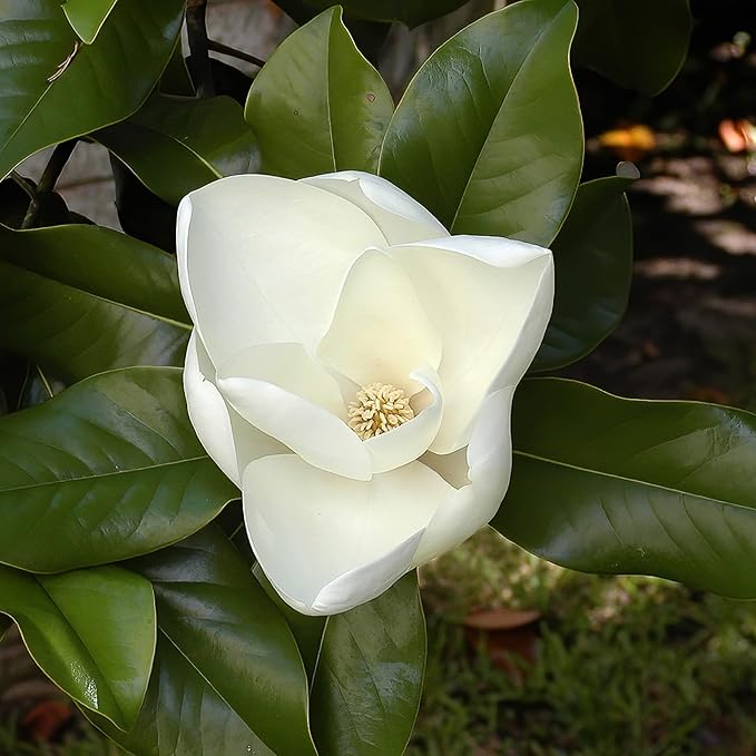 Magnolia Grandiflora White Flower Tree Grown from Seeds