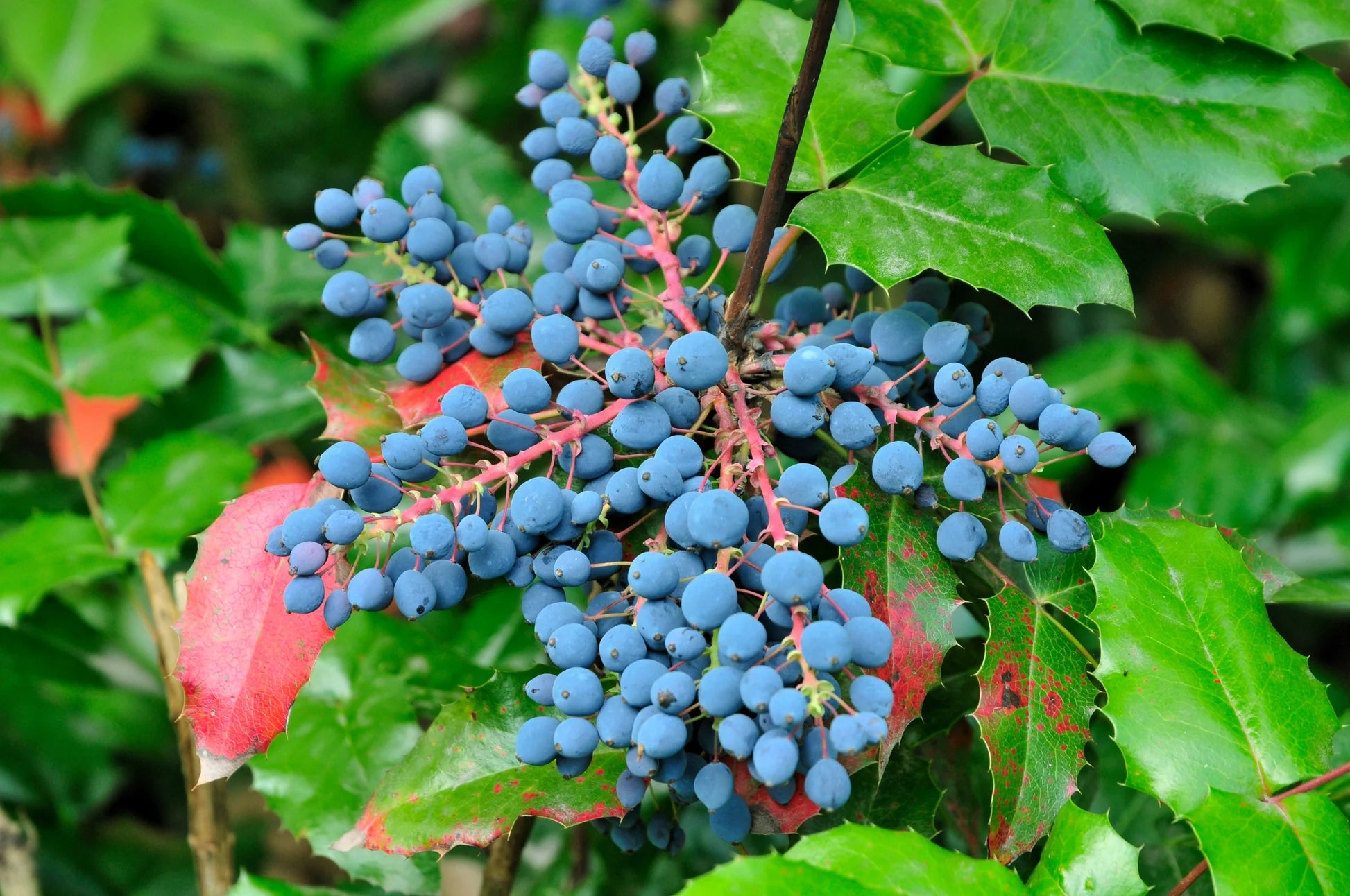 Yellow Flower Clusters on Oregon Grape Holly Shrub