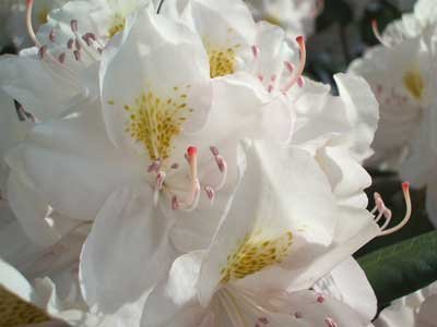 Majestic rhododendron seeds yellow flowering variety