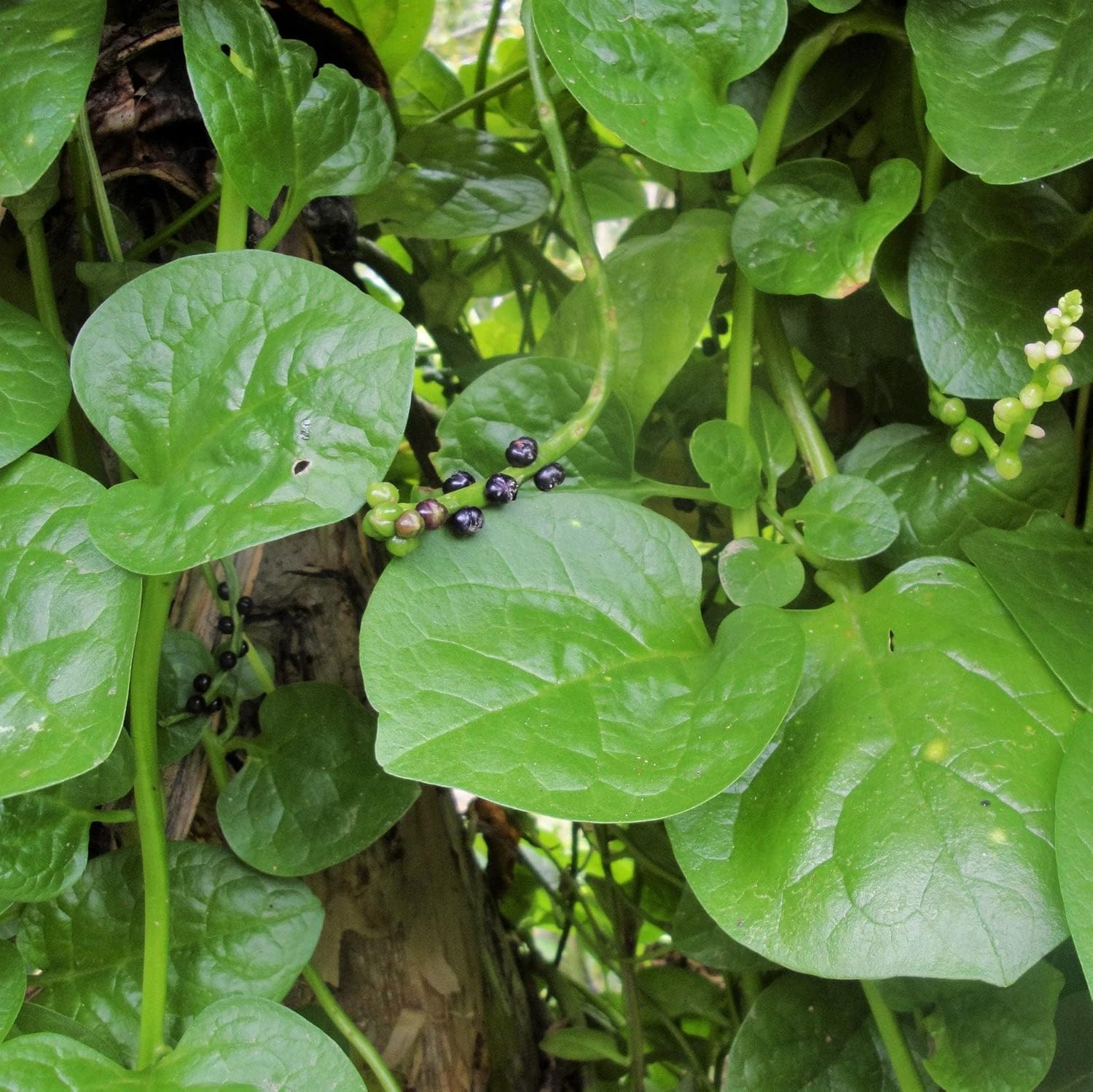 Malabar Spinach Seeds (Basella alba) for Home Garden, Heat-Tolerant Climbing Greens