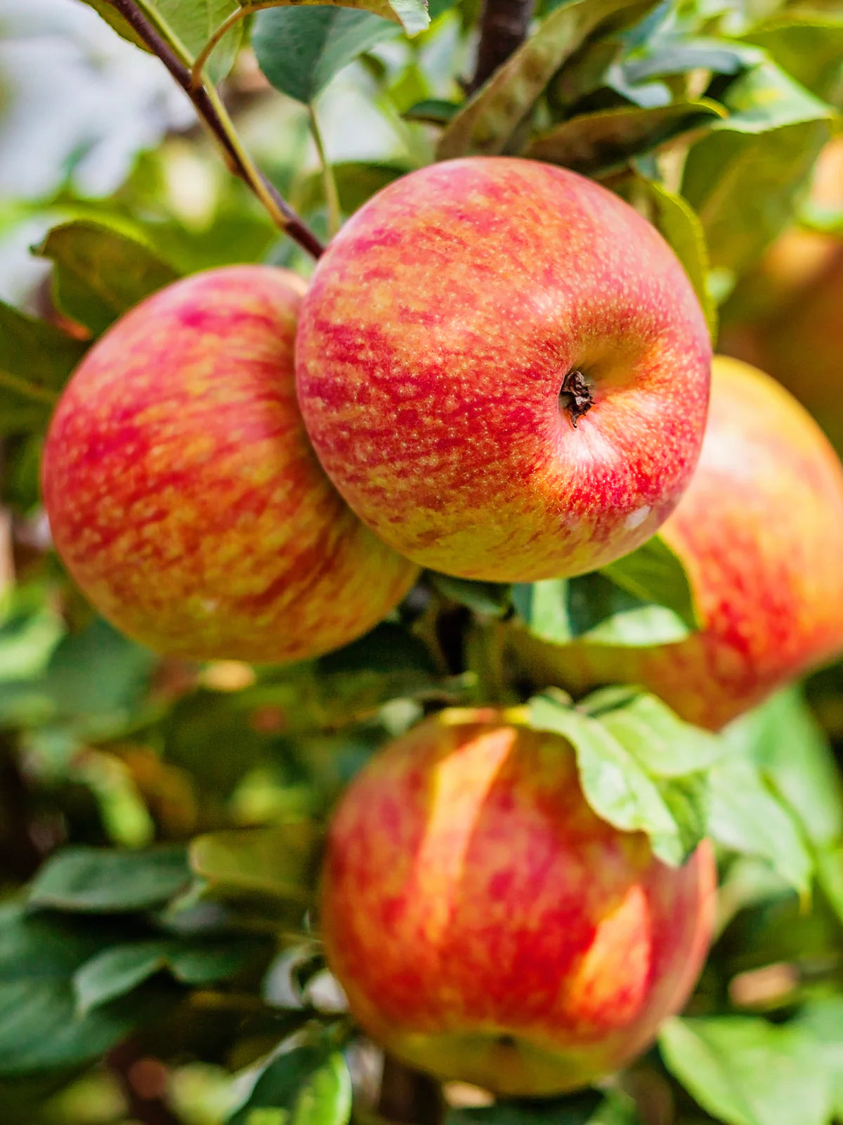 Malus domestica Honeycrisp seeds for growing apple trees