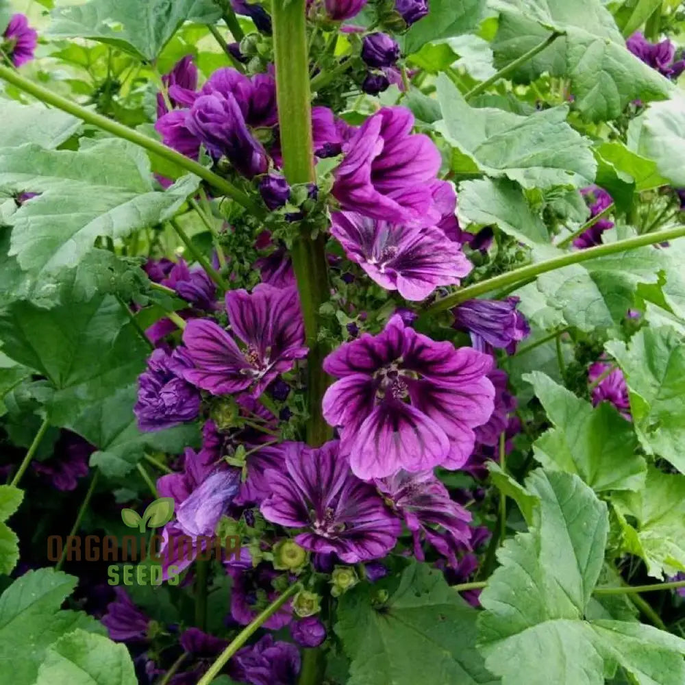 Malva Sylvestris Mauritanica seeds packet for planting ornamental flowers