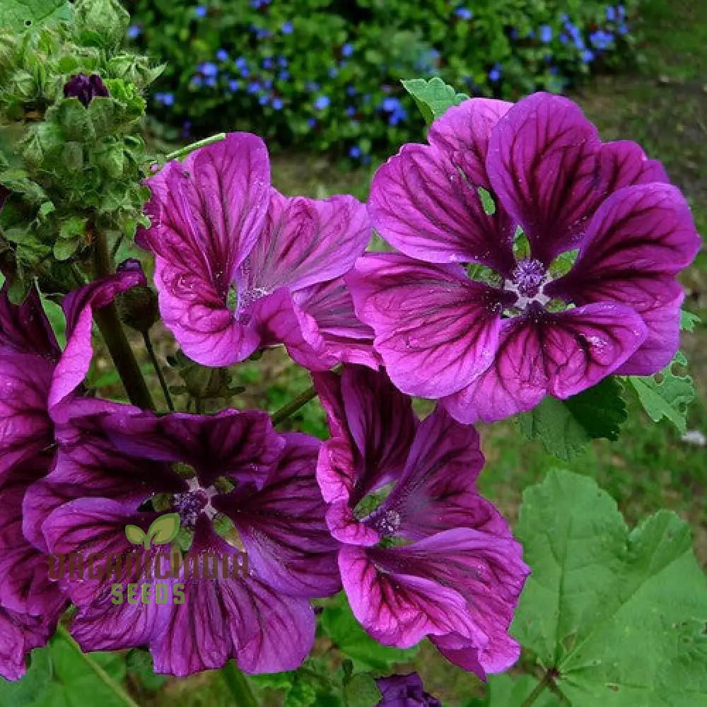 Malva Sylvestris Ssp. Mauritanica Flower Seeds Enhance Your Garden With Exquisite Blooms Premium