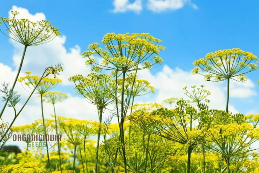 Mammoth Long Island Dill Seeds Non-GMO Heirloom Herb for Planting