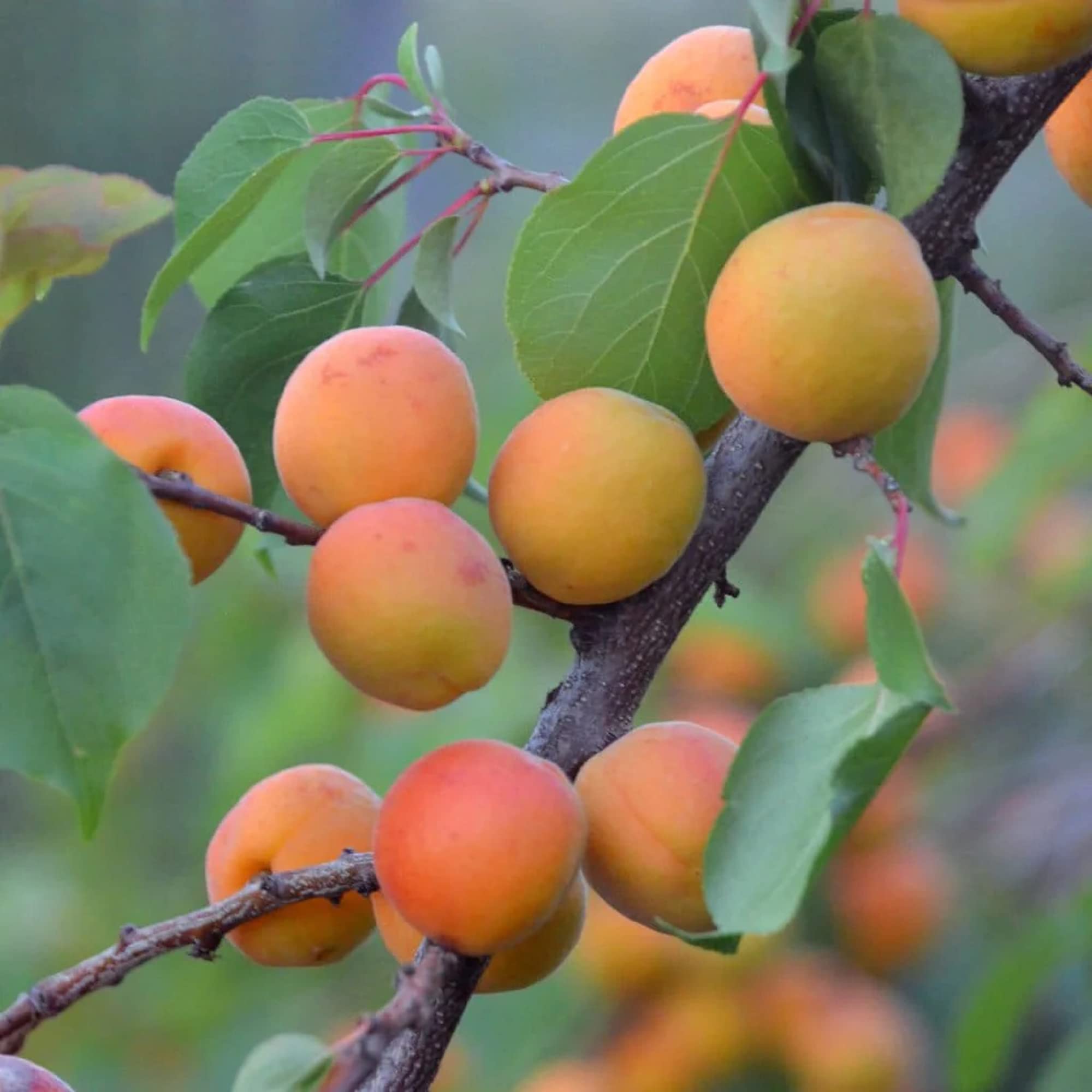 Manchurian Apricot Tree seeds for planting hardy fruit trees