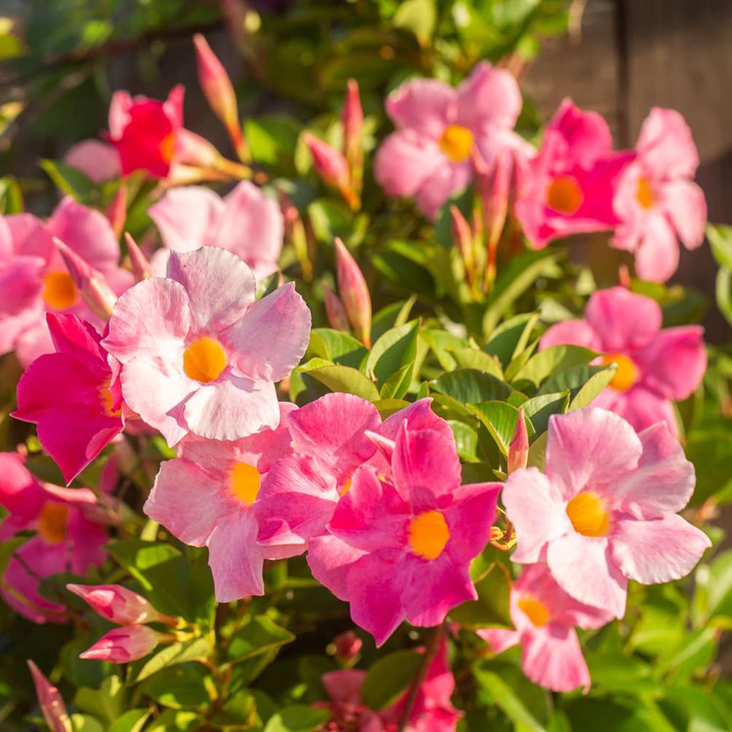 Mandevilla Plant Climbing on Trellis with Bright Flowers