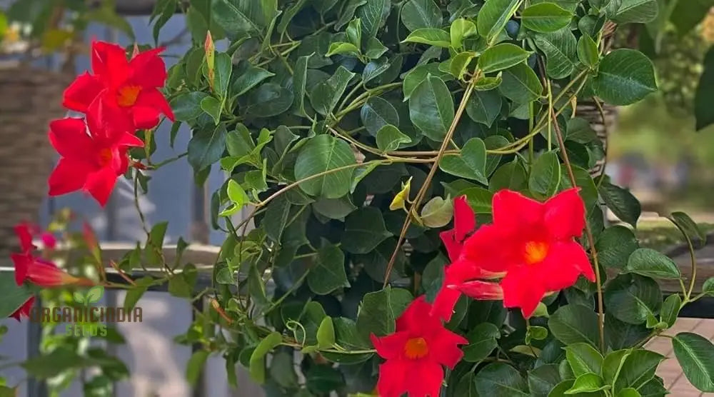 Red Mandevilla plant growing in outdoor garden display