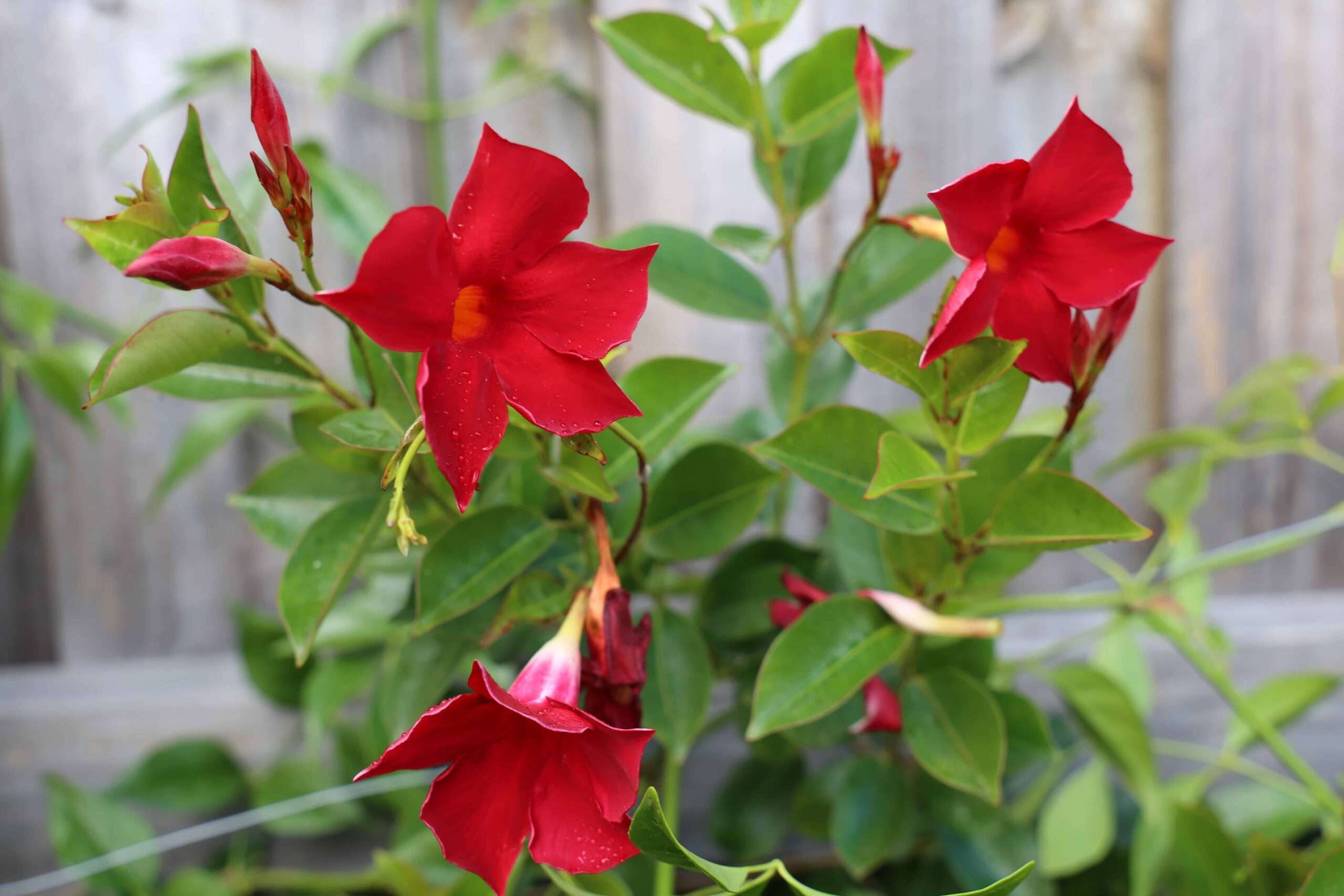 Close-up of Red Mandevilla tropical flower