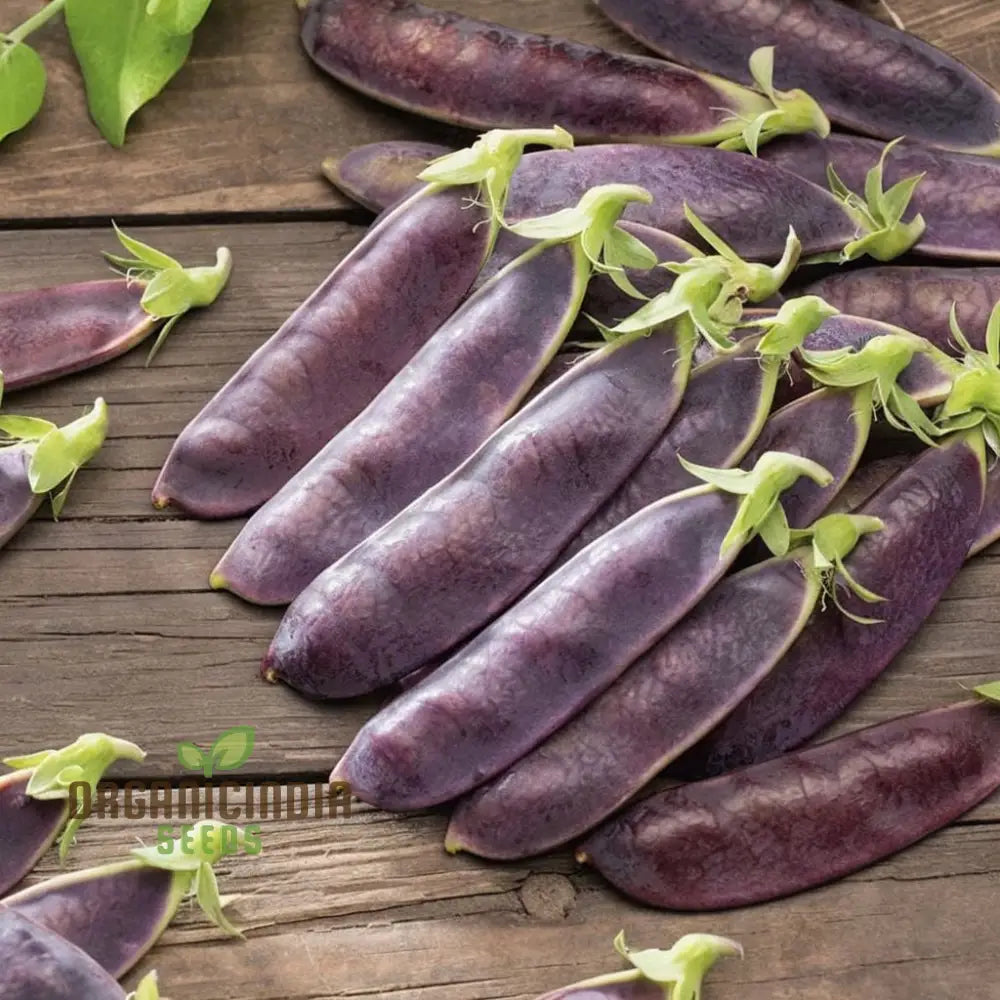 Mange Tout Shiraz Pea Seeds, Heirloom Purple Snap Peas for Garden