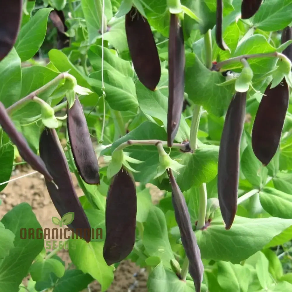 Mature Mange Tout Shiraz Pea Vine from Seeds, High-Yield Purple Snap Peas