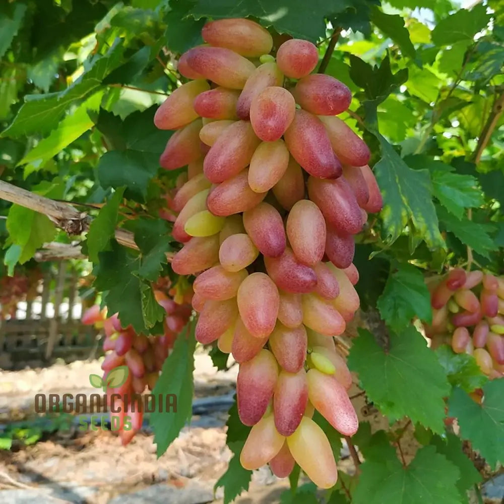 Non-GMO Manicure Finger Grape Seeds for planting