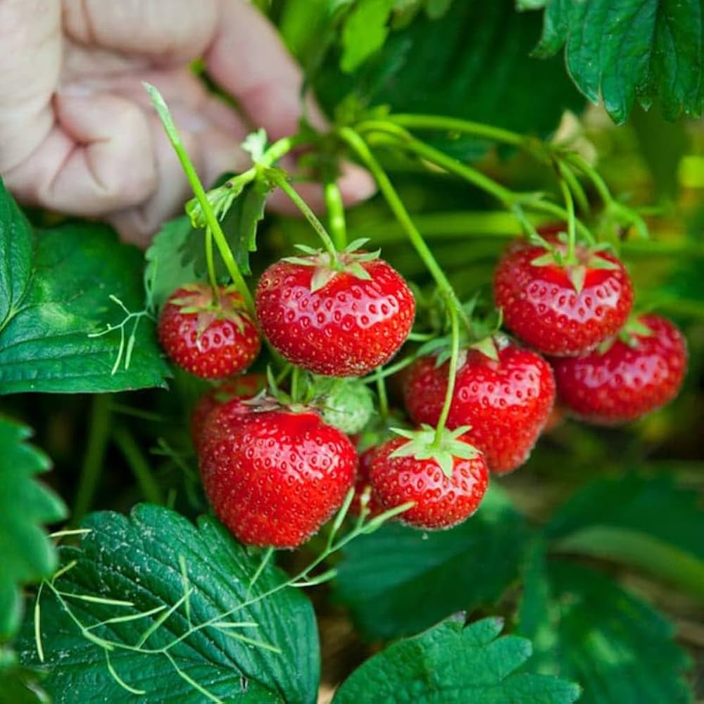 Mara des Bois Strawberry Seeds for Everbearing Sweet Berries