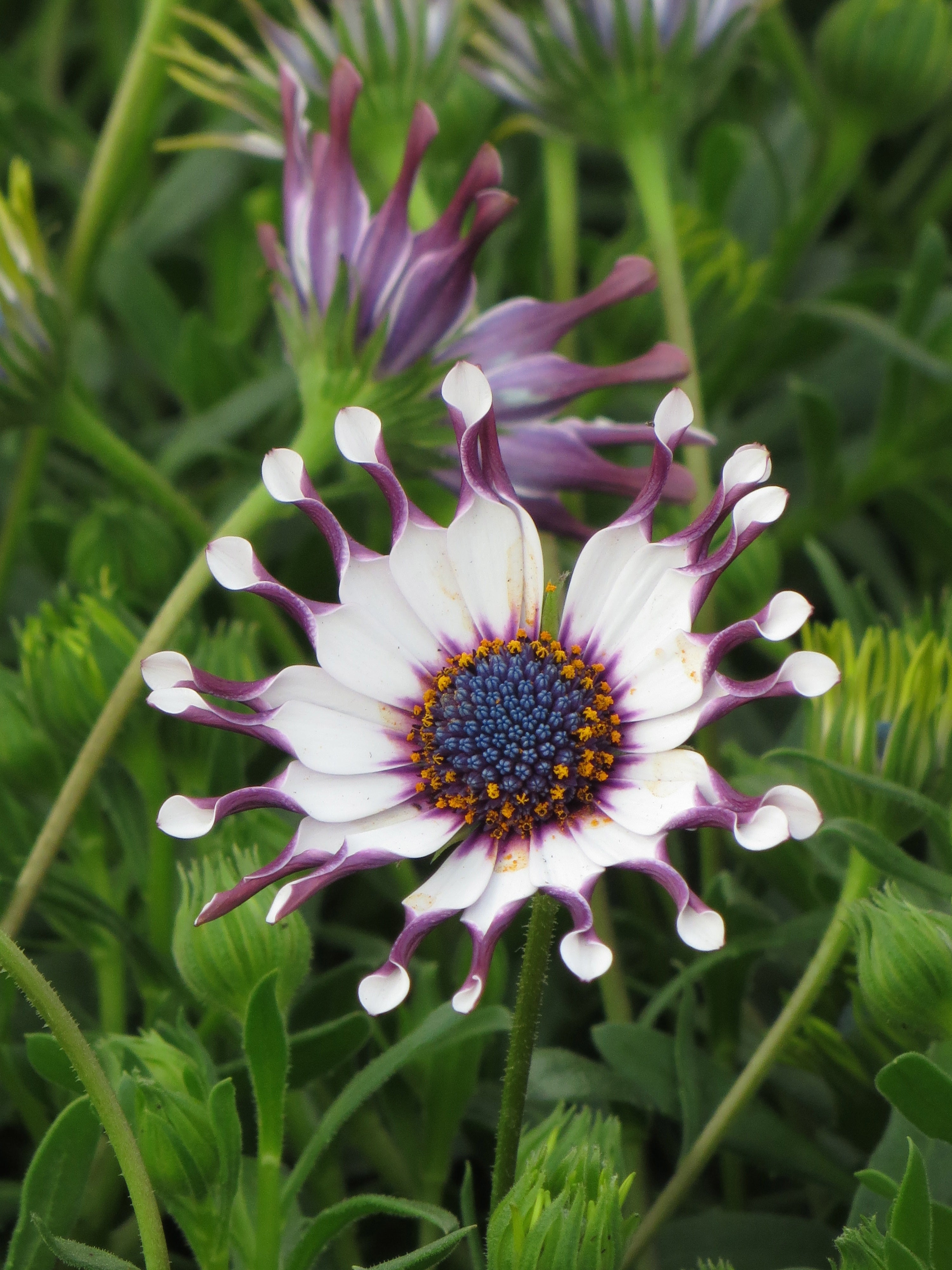 Margherita Osteospermum seedlings growing healthy