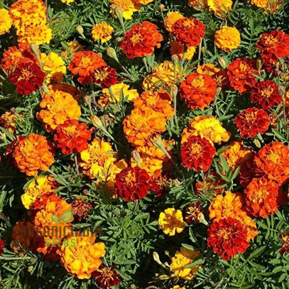 Dwarf mixed marigold seeds grown in container pots