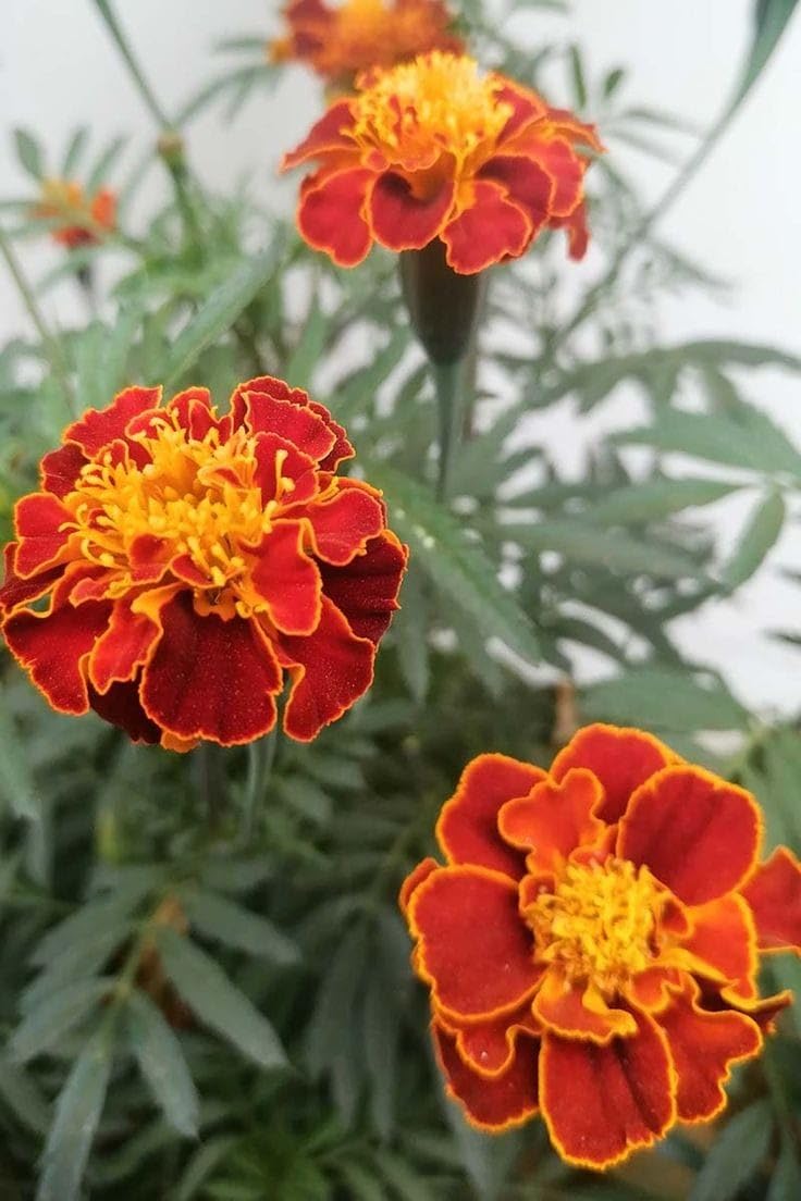 Mahogany Marigold Seeds for Container and Patio Gardening
