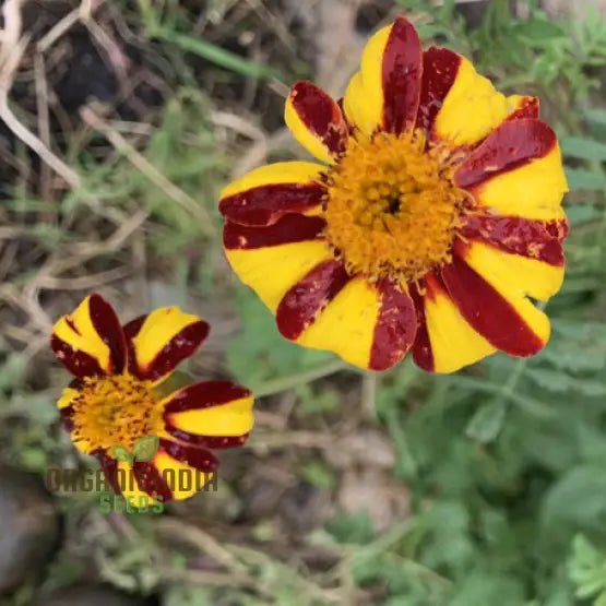 Marigold seeds plant growth stages in outdoor garden