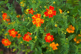 Marigold Seeds Tagetes tenuifolia for Garden Landscaping