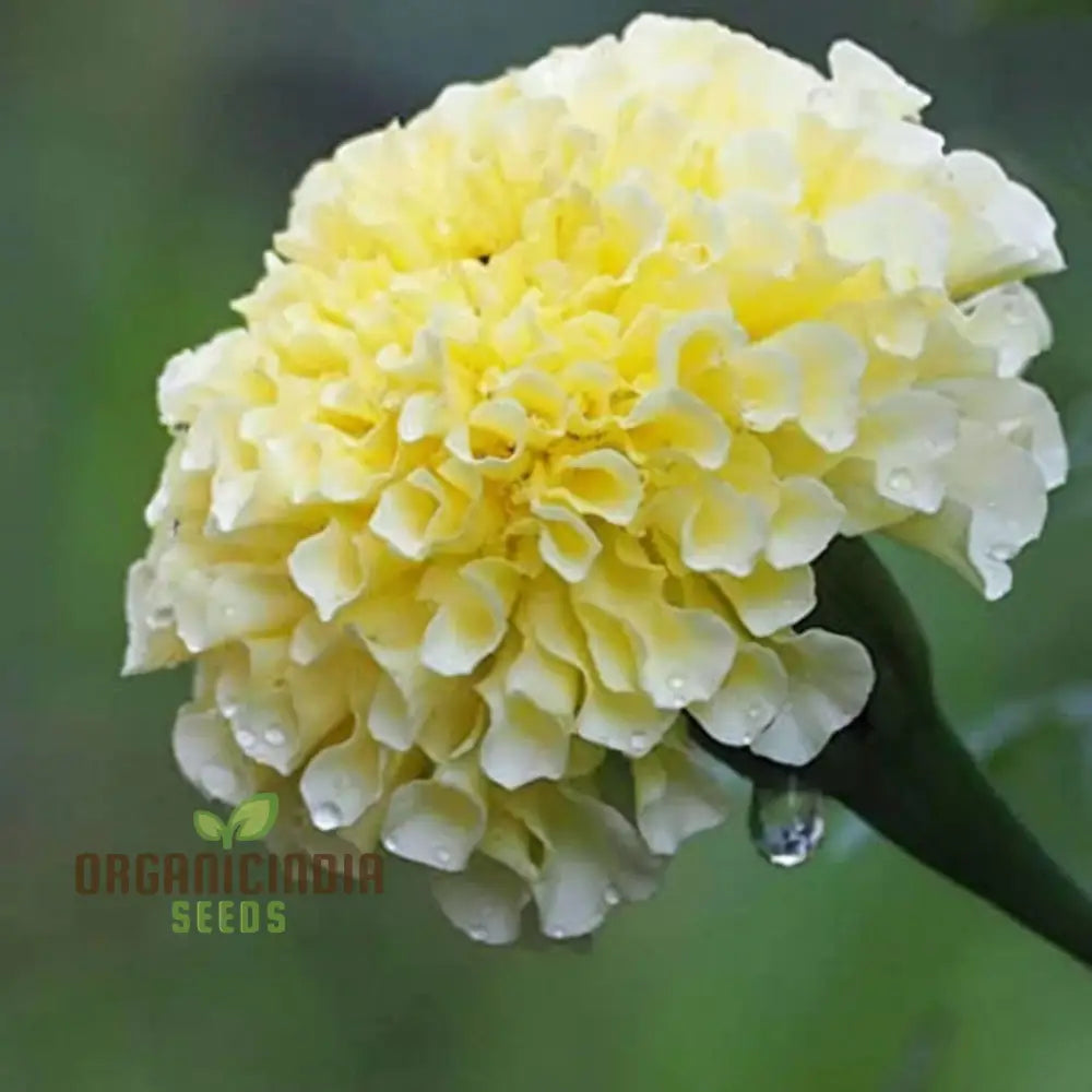 White Marigold seeds for garden beds and borders