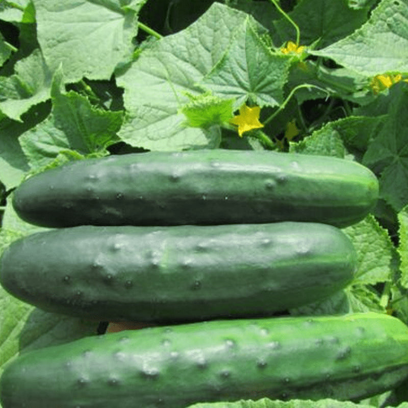 Marketmore 76 Cucumber Seedling Growing in Garden, Easy-to-Grow Heirloom Seeds