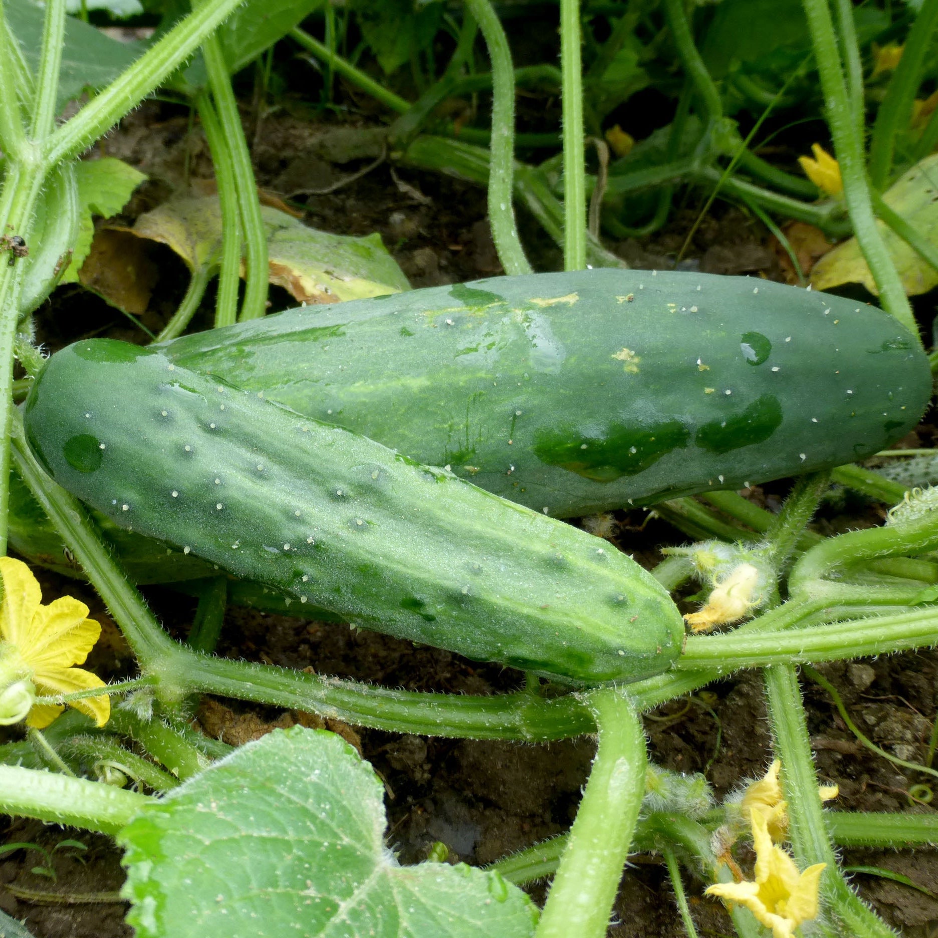 Marketmore 76 Cucumber Seeds for Home Garden, Heirloom High-Yield Variety