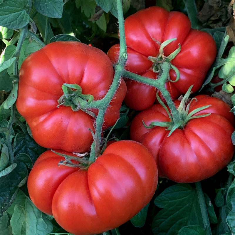 Marmande Tomato Seeds for Home Garden, Heirloom Vegetable Seeds