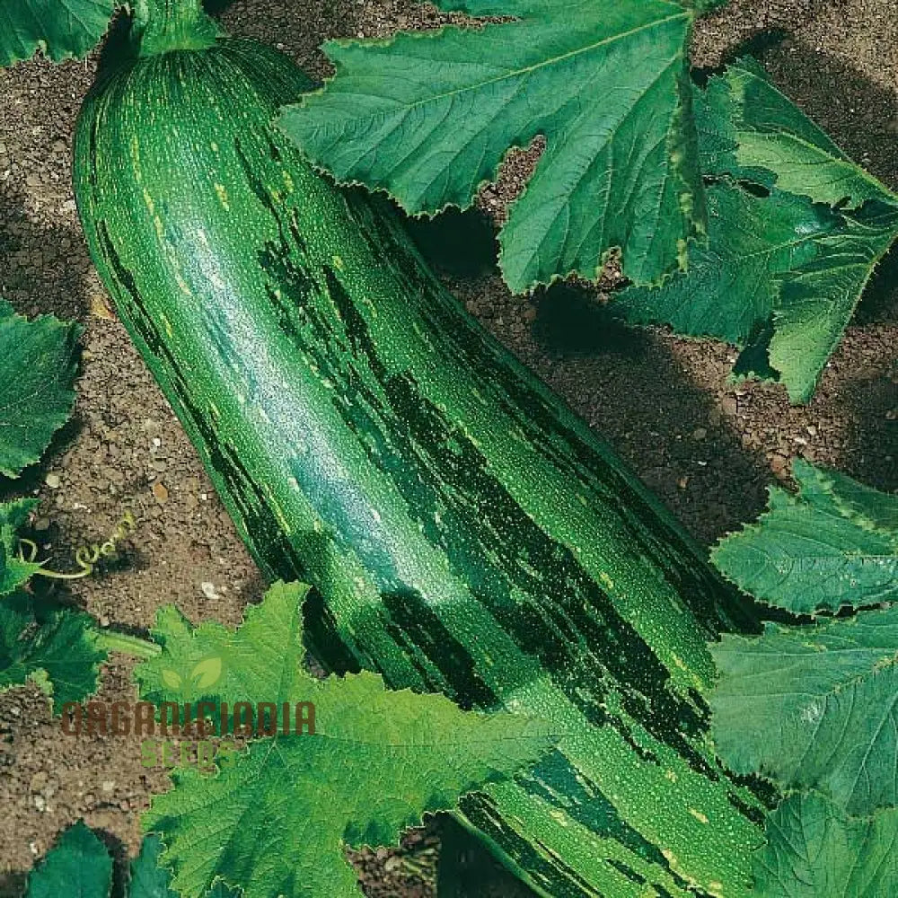 Closeup of Green Trailing Marrows on Plant