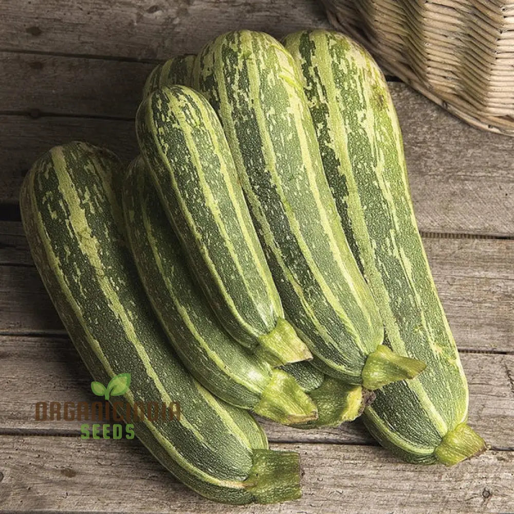 Mature Green Trailing Marrow Plant Producing Tender Vegetables